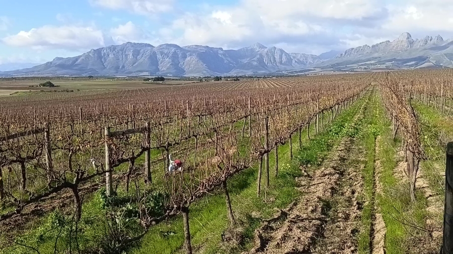 5 Bedroom Property for Sale in Stellenbosch Farms Western Cape